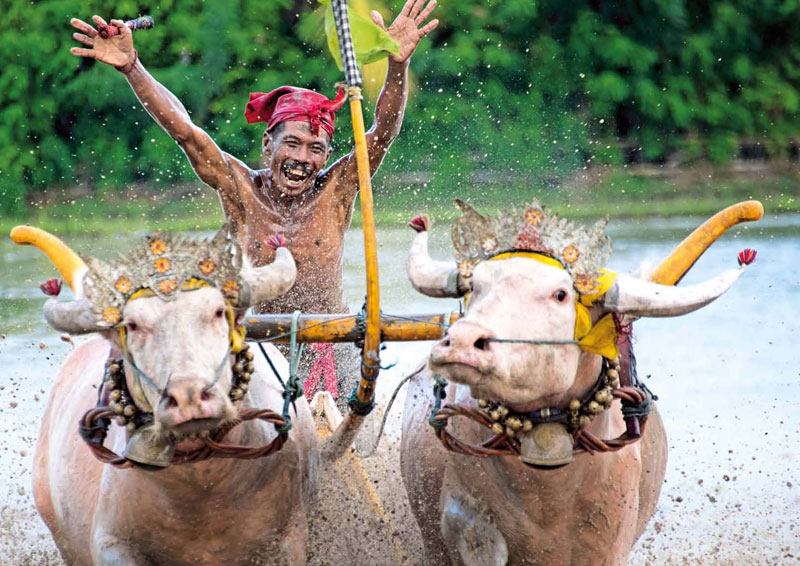 Negara Buffalo Races