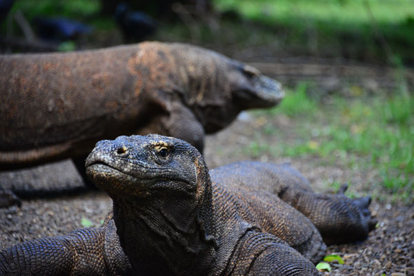 Komodo and Beyond