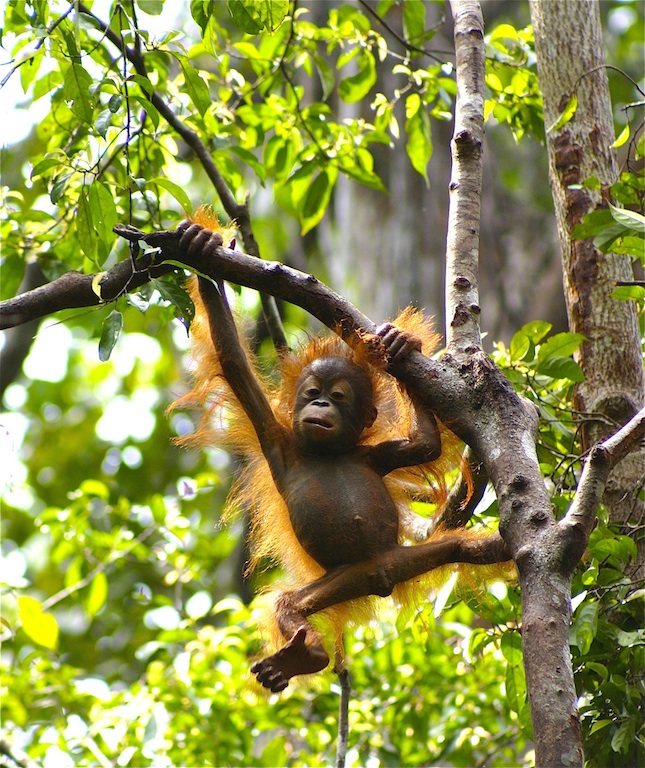 Discovering Orangutans