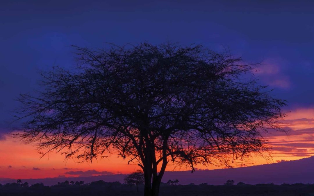 Lazy Cats And Savannah Lands – Baluran National Park, East Java