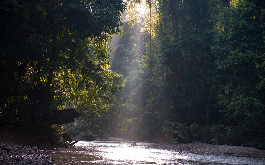 Setulang – Deep in the forest, North Kalimantan