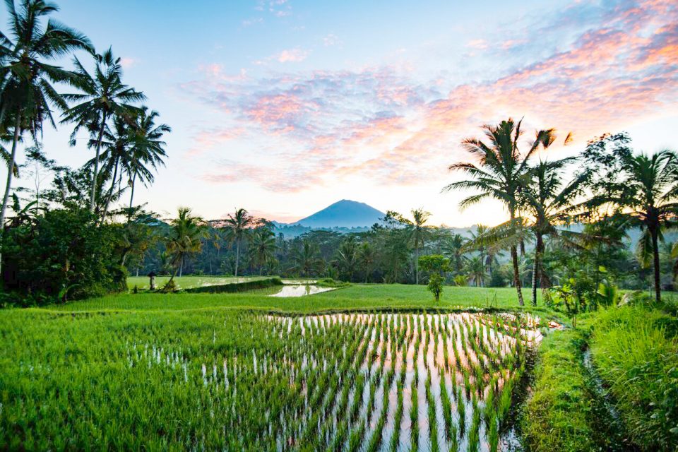 Spirituality in the Subak – Bali Rice Field