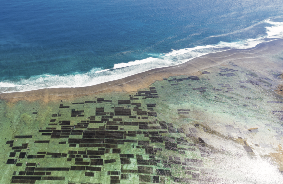 THE AMAZING SEAWEED FARMS OF NUSA LEMBONGAN: A PHOTOGRAPHIC JOURNEY