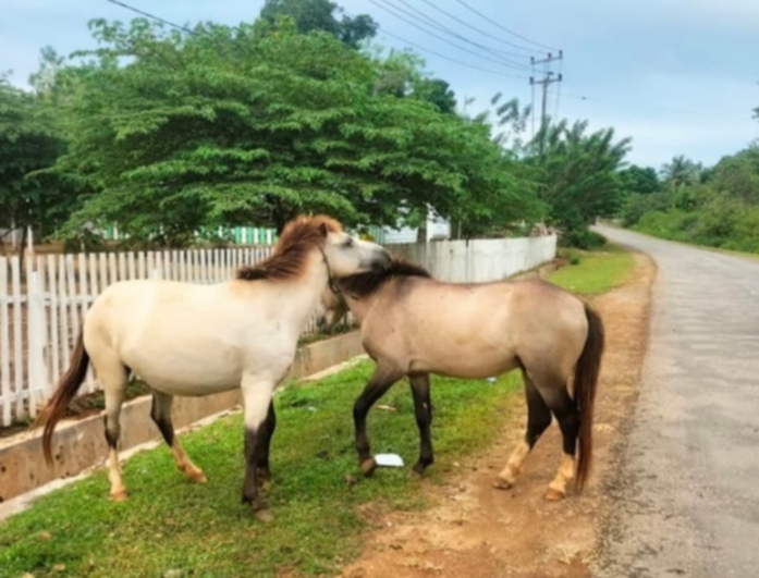 Chasing Wild Horses on Muna Island